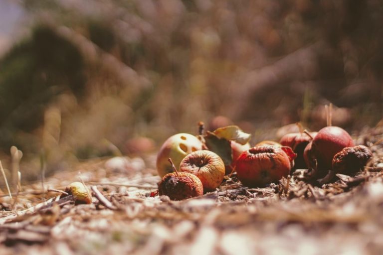 fall-debris-removal-from-sunshine-disposal-sunshine-disposal